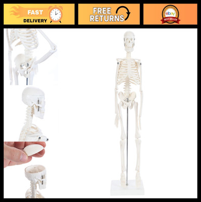 19'' Desktop Human Skeleton Model with Movable Arms & Legs, Educational Display S