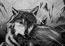 My Gray Wolf - Paul Barker Art - 7x5 in. (17.8 cm. x 12.7 cm.) print