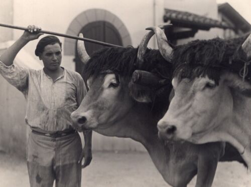 Ox Attelage Farm Worker France Old Seeberger Photo 1930 - Imagen 1 de 4