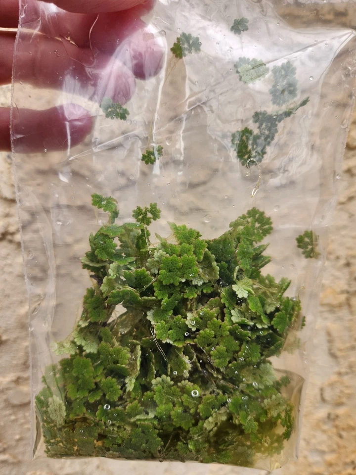 100+ Fairy Moss (Azolla filiculoides) - Aquatic Floating Freshwater Pond Plant - Image 2 of 4