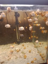 Home breed mistery snails Pomacea Bridgesii Live Freshwater Snail