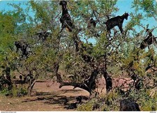 Postcard - Morocco - Agadir - Goats in the trees - New card - CPM - V