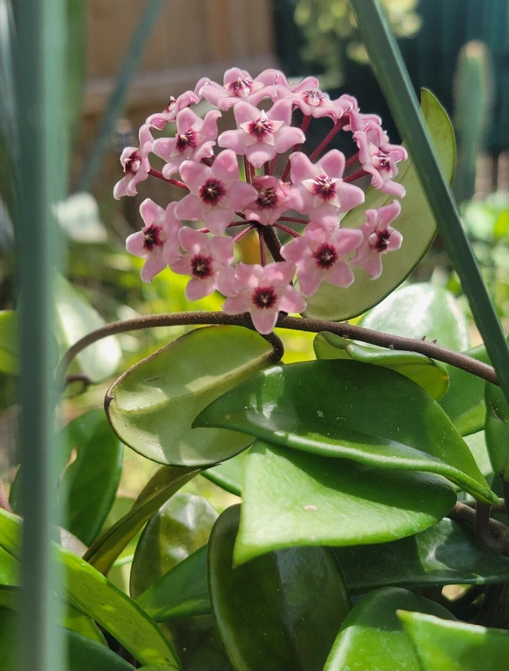 Hoya Live Plant Wax Flowers Porcelain Flower Pink Unrooted Cutting - Image 2 of 4