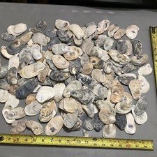 5 Pounds Of Oyster Shells Small Flats 1 To 3.5 Inch Great for crafts