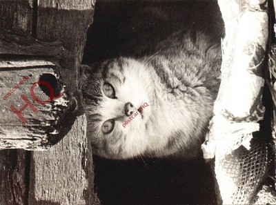 Ansichtskarte - Scheunenkatze, Jane Bown [Athene]