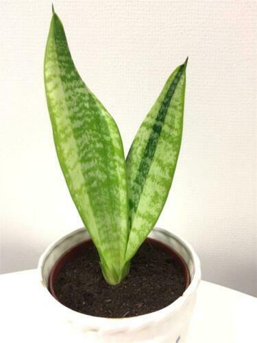 Bogenhanf Sansevieria zeylanica bessere Raumluft Zimmerpflanze Grnpflanze  | eBay.de
