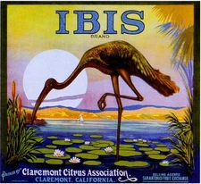 Claremont Ibis Bird Orange Citrus Fruit Crate Label Art Print