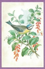 ALFRED MANIZER VTG PC GRAY BIRD YELLOW BREAST BLUE HEAD  BRANCH RED BERRIES 