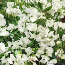 50+ Royal White Sweet Pea Seeds for Garden Planting - USA - FREE SHIPPING!