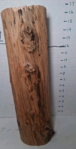 Driftwood natural aquarium terrarium beach decor taxidermy Centerpiece