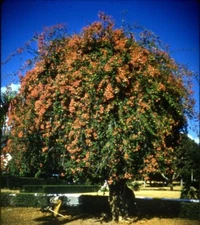 Vintage Stereo Realist Photo 3D Slide BOUGAINVILLEA HOPE GARDENS JAMAICA 1958 03