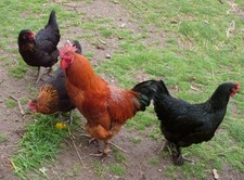 10 uova da cova uova di Maran nero-rame, colore grano e blu-argento