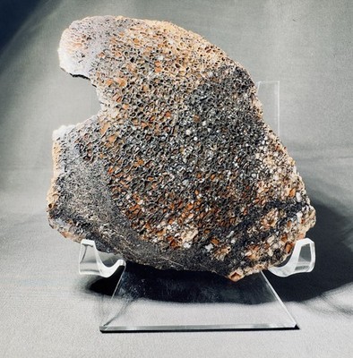 Fossil Plant Stem Slice Petrified Wood Tree Fern? Display Stand 3.2 oz