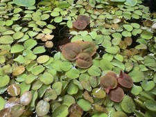 Floating Aquarium Plant Mix ( 7 Varieties)