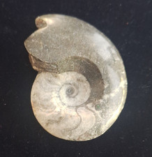 Ammonite Fossil 64g Natural Specimen Spiral Shell 3.5in Approx. 2.5in
