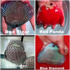 Pack of 4 Discus Fish 3.5  -3.75  - Live Fish Aquarium Overnight Shipping