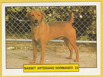 Hunde Spanish Trading Card Sticker ca 1981 Merchante #23 Basset Artesian Normand
