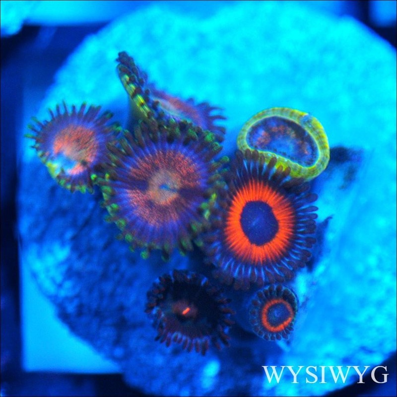 Corals of Eden ~ WYSIWYG Live Coral Frag ~ Ultra Zoa - Soft Coral