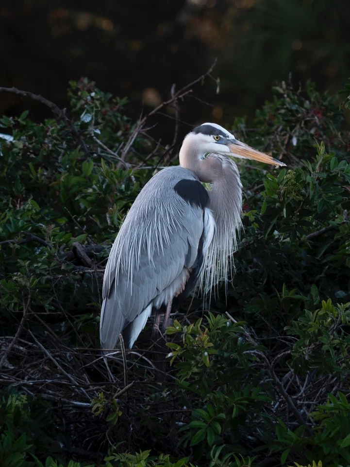 Equipo Leica 400mm 6.8 Telyt-Visio con stock original y tapa de lente EX. COND. Foto 2 de 4
