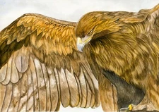 Golden Eagle Bird of Prey, Wildlife, Line & Wash PRINT from an Original Painting