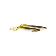 Westin CurlTeez Curl Teez 7 cm 8,5 cm Curltail pesce in gomma esca in gomma esche da pesca