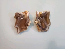 Florida Agatized Coral Fossil  Pair, Chalcedony Agate Geode Fluorescent!