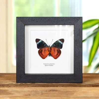 Queen Flasher Ventral Side Taxidermy in Box Frame (Panacea regina)