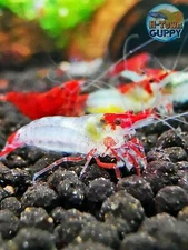 10+1 Red Rili - Freshwater Neocaridina Aquarium Shrimp. Live Guarantee