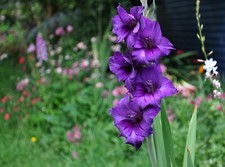 5 - DONAU GLADIOLUS Flower Bulbs  Lush Blooms 4' Tall  Planting Zones 3 - 10