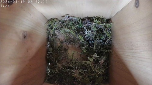 Bird Nest Box With 2K WiFi Camera & SD Card. View on Phone, Tablet, TV, PC - Picture 15 of 20