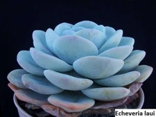 Echeveria Laui Seeds - 20 Pack: Add Serene Beauty to Your Succulent Collection!