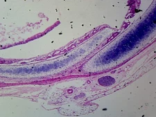 Hyaline Cartilage, Mammalian (from Trachea or Rib); Section; Showing