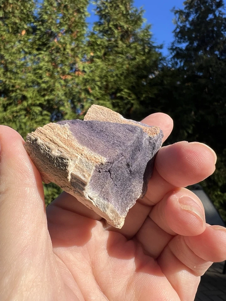 Pseudomorph Petrified Wood W/ Fluorite, Saxony, Germany. 290 Million Years Old - Image 4 of 4