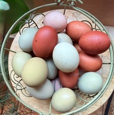 6 Rainbow Hatching Eggs   Marans, Olive Egger, Welsummer, Lavender Orpington,