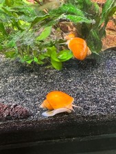 3 Gold Yellow Mystery Snails Pomacea Bridgesii Live Freshwater Snail - Plants