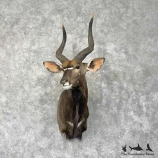 #30487 P | African Nyala Shoulder Taxidermy Shoulder Mount - Antlers Horns