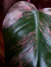RESERVED BUNDLE of 2 Philodendron Firy Strawberry Shakes And Congo Nuclear 