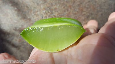 ALOE VERA 7 OUNCES!  2 CUT LEAVES  ~ Barbadensis ~ ORGANIC ~ MEDICINAL~ AZSierra