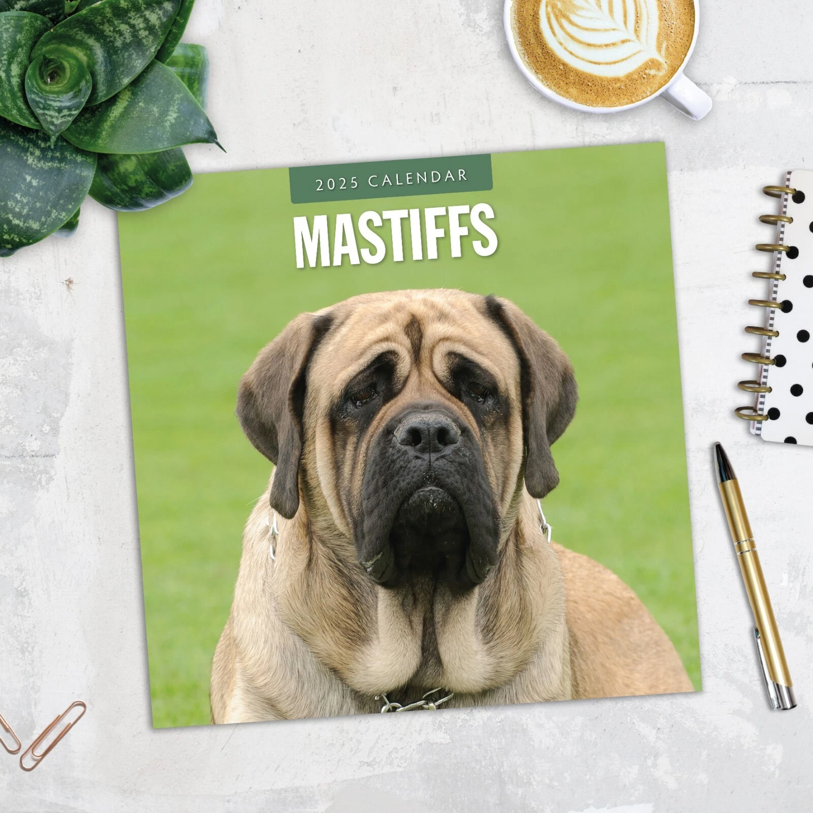 Mastiffs 2025 Square Wall Calendar