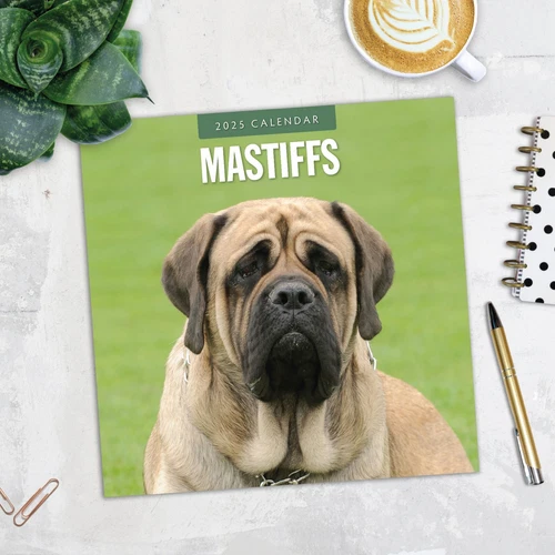 Mastiffs 2025 Square Wall Calendar