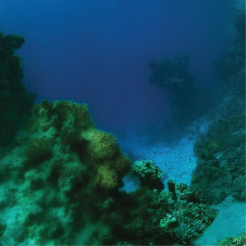 Tiny Fingers The Fall (Vinyl LP) 12" Album