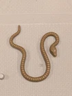 Vintage Star Wars Brown Snake for Yoda Original Action Figure Accessory Kenner