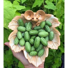 Explore Exotic Flavors with 100pcs Cucamelon Seeds - Mexican Sour Gherkin
