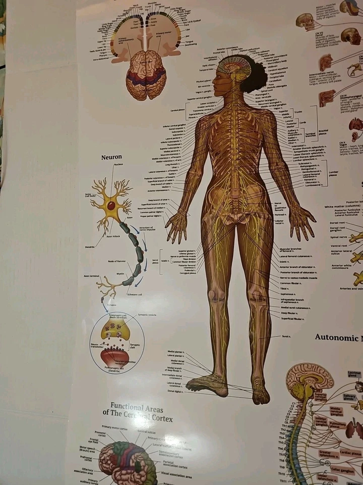 The Nervous System - 2 Sided Anatomy Poster 29.5" x 17.5" In. The Art Of Science - Image 3 of 4