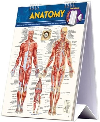 Anatomie Staffelei Buch: ein QuickStudy Nachschlagewerk