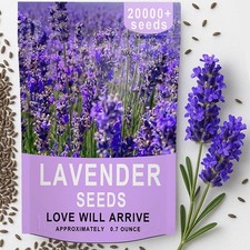 20000 Lavender Seeds Bulk- Non GMO Premium English Lavender Seeds for Planting