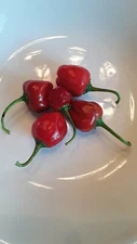 50+ Peppadew Pepper Seeds Heirloom South Africa Sweet Piquante Super Prolific !