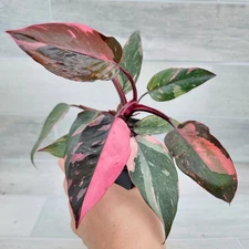Philodendron Pink Princess rare live house plant in 4 inch pot