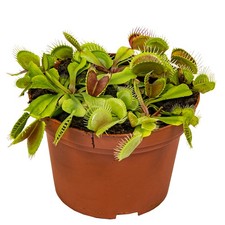 Bloomique - Dionaea Muscipula - Venusfliegenfalle - Fleischfressende Pflanzen -