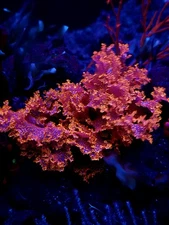 Atomic Broccoli/Orange Galaxy/Halymenia stipitata/Augophyllum wysorii Macroalgae